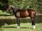 2007 17'3 Holsteiner Registered Gelding