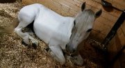 Large poney/Large pony
