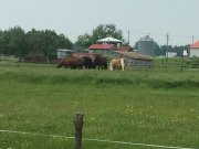 Pension de chevaux à Terrebonne