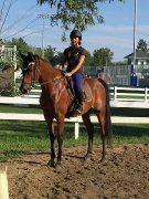 Cheval arabe 5ans