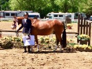 Medium pony for sale