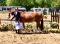Medium pony for sale
