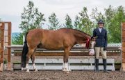 Medium pony for sale