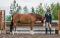 Medium pony for sale