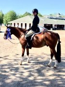 Medium pony for sale