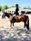 Medium pony for sale