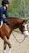 Medium pony for sale