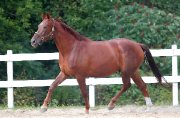 Saïfa - jument Canadian Warmblood CWHBA à vendre 