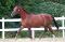Saïfa - jument Canadian Warmblood CWHBA à vendre 