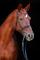 Saïfa - jument Canadian Warmblood CWHBA à vendre 