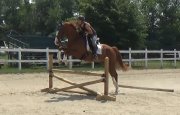 Shownight - flashy Canadian Warmblood CWHBA à...