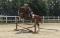Shownight - flashy Canadian Warmblood CWHBA à...