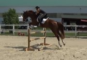 Shownight - flashy Canadian Warmblood CWHBA à vendre
