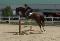 Shownight - flashy Canadian Warmblood CWHBA à...