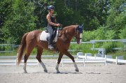 Shownight - flashy Canadian Warmblood CWHBA à vendre