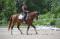 Shownight - flashy Canadian Warmblood CWHBA à...