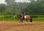 Jument QH polyvalente