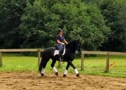Magnifique Frison entraîné en dressage