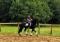 Magnifique Frison entraîné en dressage