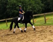 Magnifique Frison entraîné en dressage