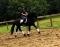 Magnifique Frison entraîné en dressage