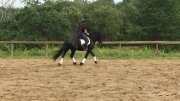 Magnifique Frison entraîné en dressage