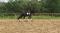 Magnifique Frison entraîné en dressage