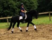 Magnifique Frison entraîné en dressage