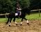 Magnifique Frison entraîné en dressage