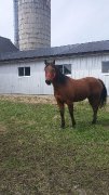 Jument QH 11 ans à vendre