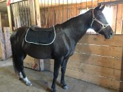 Jument Morgan x Qh