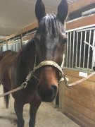 Thoroughbred 9 ans 