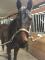 Thoroughbred 9 ans 