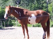 Magnifique jeune etalon Paint x mustang environ...