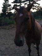 Jument à vendre ou échanger 