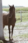 Demi pension offerte Dressage/Saint-Hyacinthe