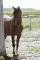 Demi pension offerte Dressage/Saint-Hyacinthe
