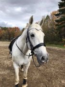 IBÉRIQUE WARMBLOOD OFFERT EN DEMIE-PENSION