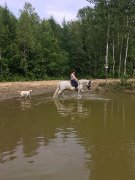 IBÉRIQUE WARMBLOOD OFFERT EN DEMIE-PENSION