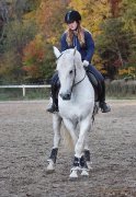 IBÉRIQUE WARMBLOOD OFFERT EN DEMIE-PENSION