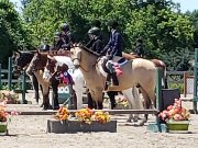 Demi-pension à St-Janvier - Dressage et/ou sauts