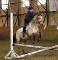 Demi-pension à St-Janvier - Dressage et/ou sauts