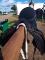 SELLE DE DRESSAGE À VENDRE