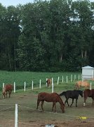 Bénévoles recherchés pour régie d'écurie