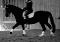 Recherche cheval a louer