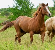 Jument Qh à vendre