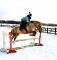 Large poney flashy