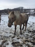 Large poney flashy