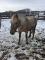 Large poney flashy