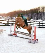 Large poney flashy